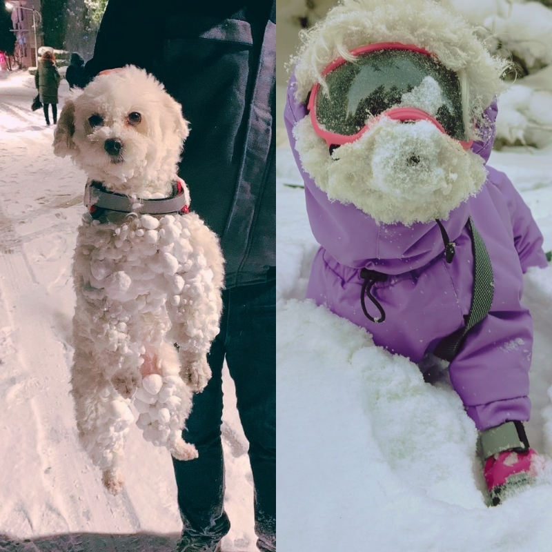 before-and-after dog clothing collage