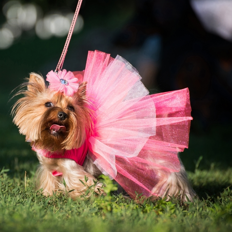 A trendy small dog dressed for an event