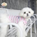 Striped Dog Shirt