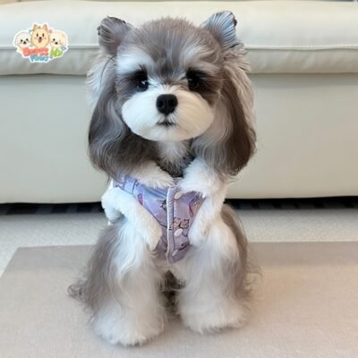 JA2431 244-261 (7) Butterfly Print Dog Vest