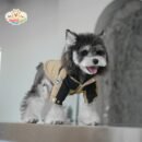 JA2438 313-321 (6) Colorblock Dog Jacket with Hood