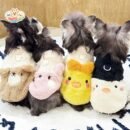 JA2440 331-339 (8) Plush Animal Dog Jacket