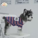JA2448 405-413 (5) Striped Polo Dog Shirt