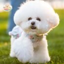 Pet Floral Harness Set