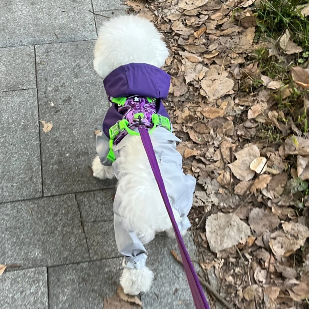 A dog in a windproof hoodie standing in an outdoor park