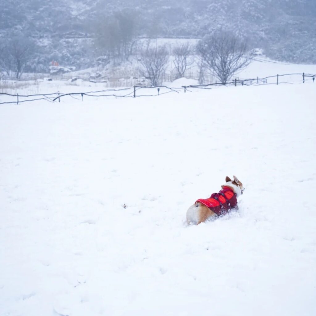 A cute dog wearing a winter hoodie in the snow