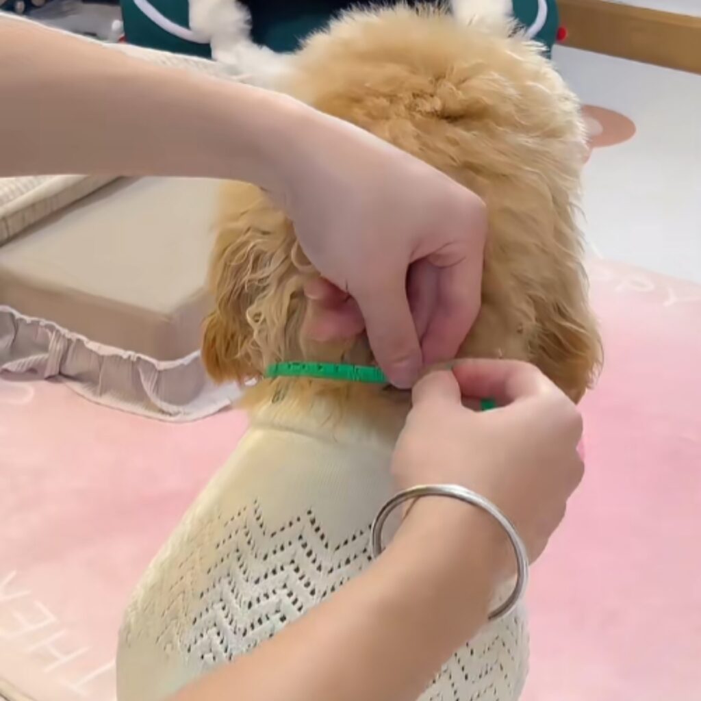 A dog owner measuring her pet for the perfect hoodie fit