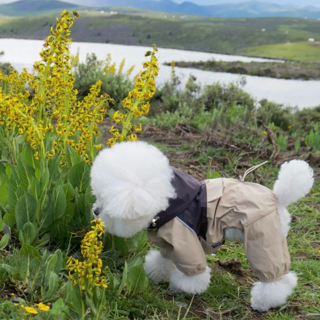 A dog in a waterproof hoodie