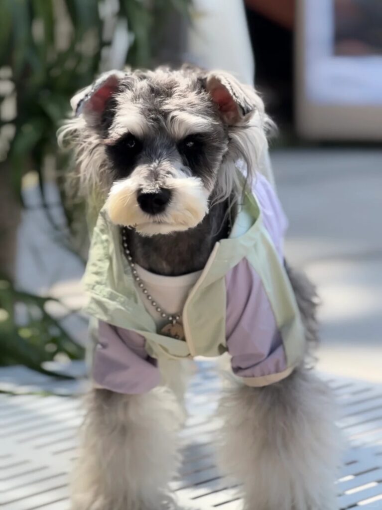 Streetwear dog hoodie