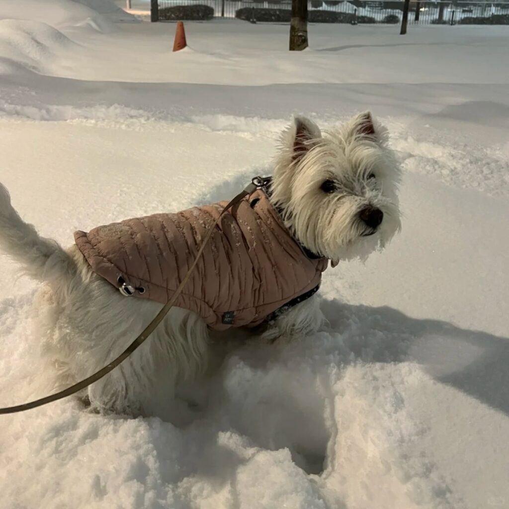 A stylish dog wearing a premium winter hoodie
