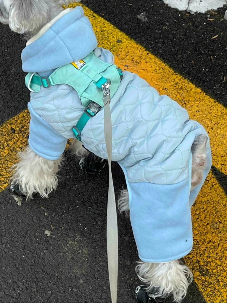 Sporty dog hoodie