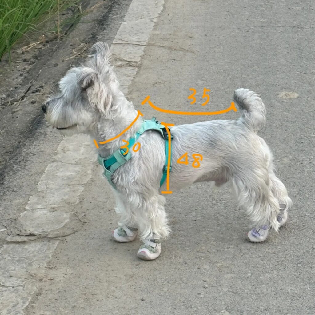 Dog measurements