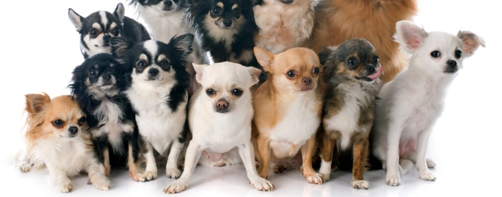 Chihuahua
