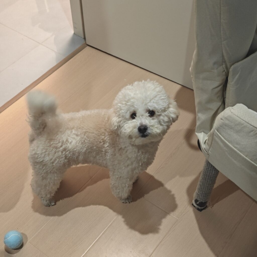 Bichon