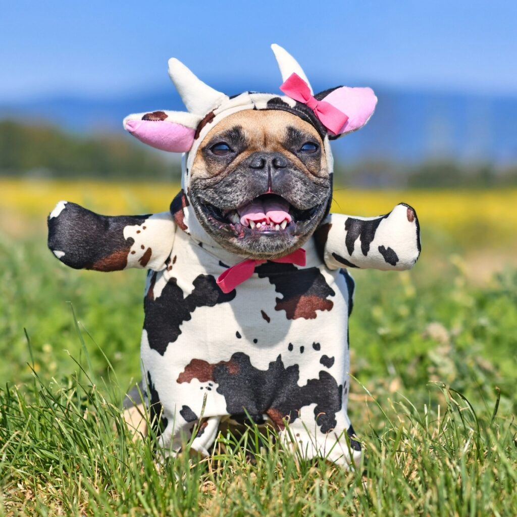 French bulldog
