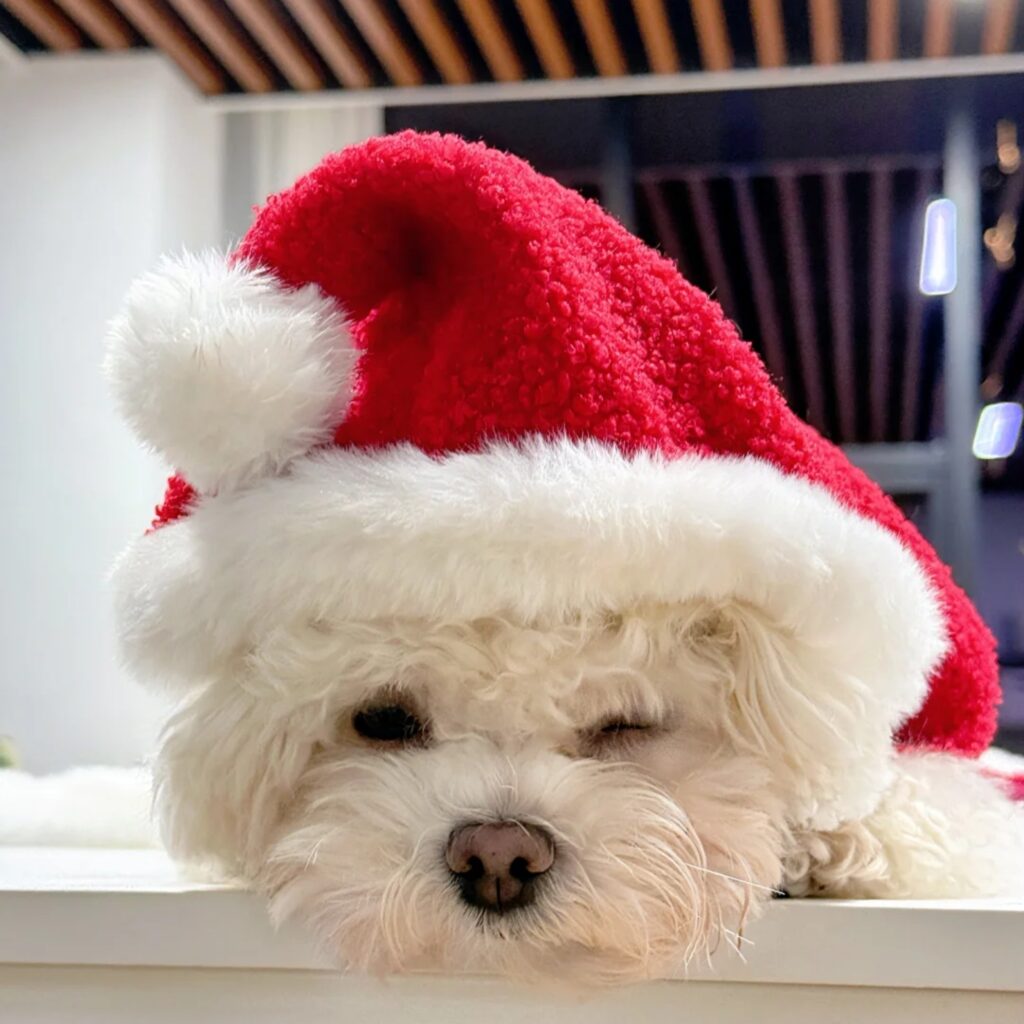 A dog wearing a festive chrismas hoodie