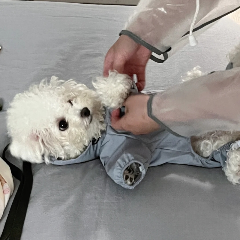 5 A pet owner adjusting the fit of a dog cloth