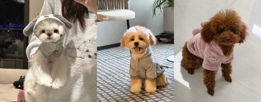 Small Dog Breeds Leading the dog Hoodie Hype