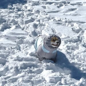 best winter dog hoodie Happy dog wearing a hoodie with a winter background
