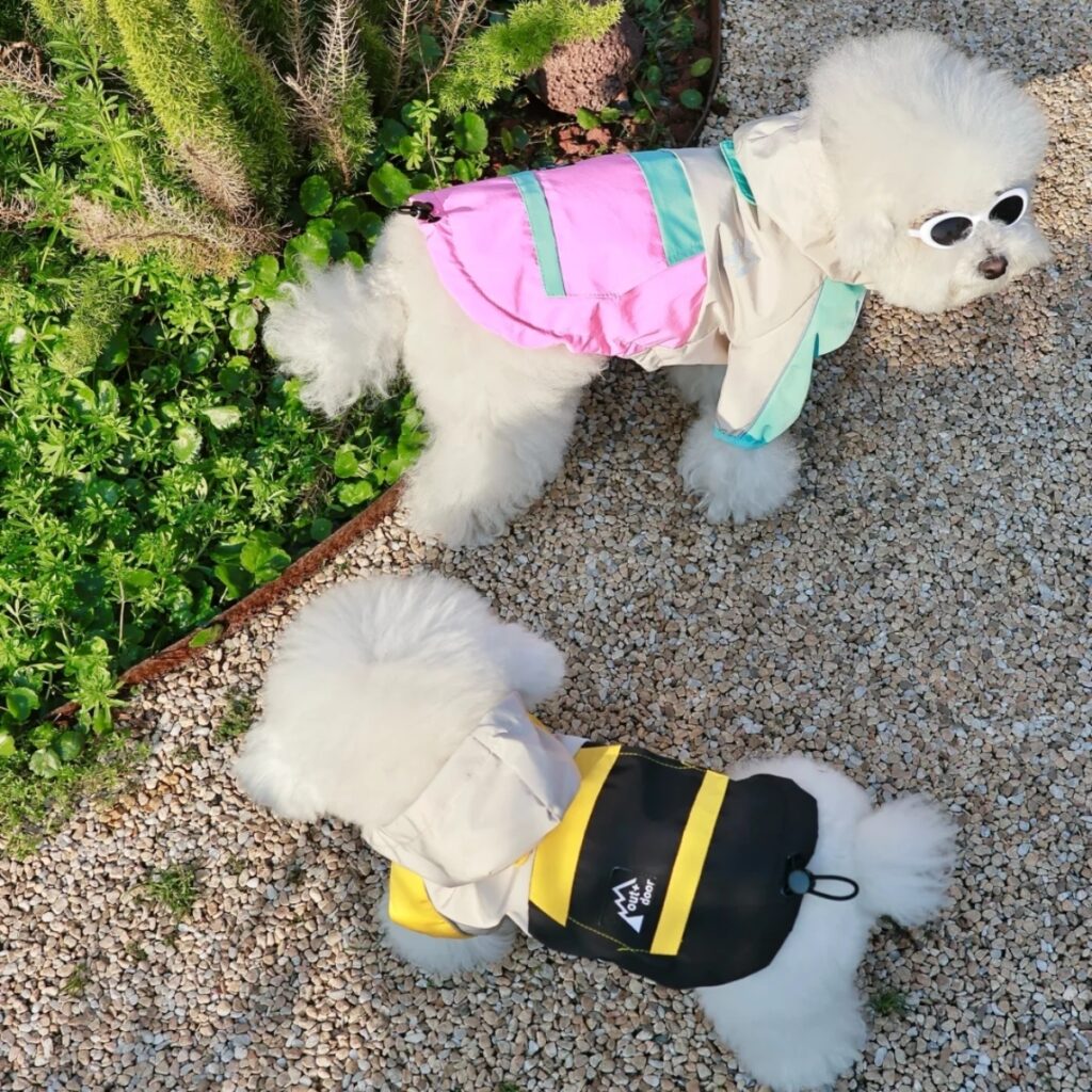 How to Style Your Dog’s Hoodie Like a Pro