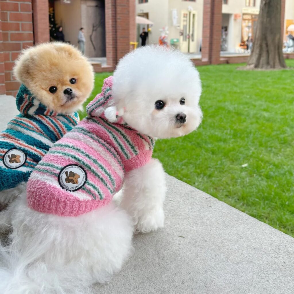 dogs comfortably in a hoodie