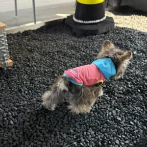 affordable dog hoodies