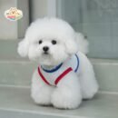 Airy Mesh Funday Dog Vest