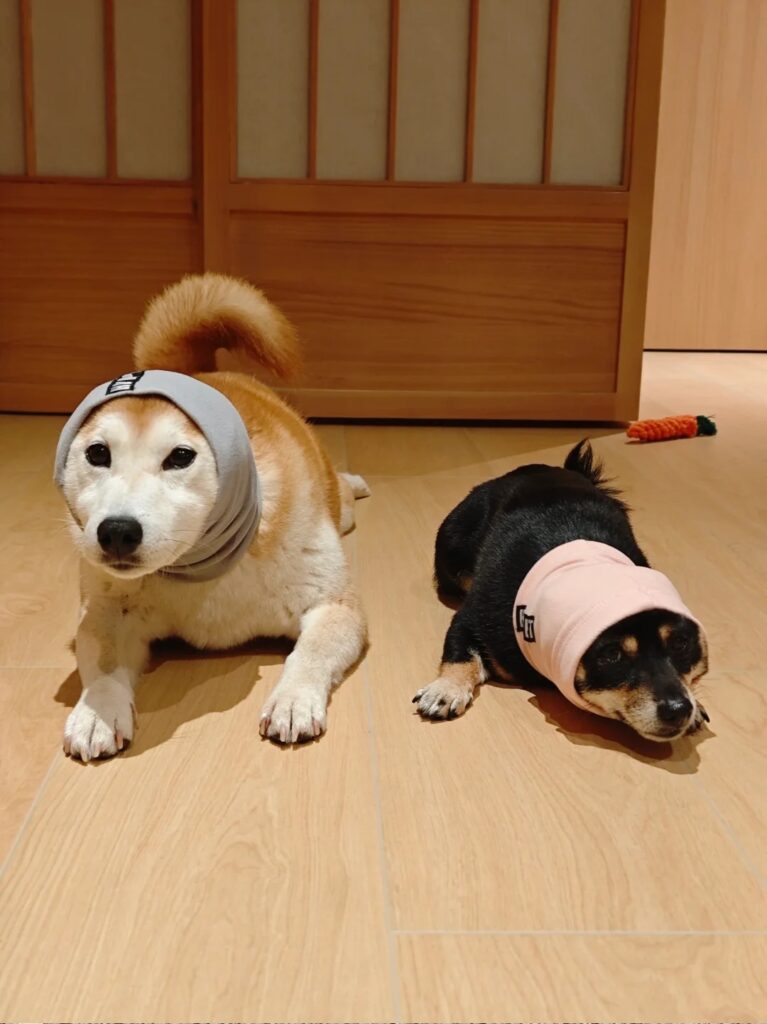 happy hoodie for dogs