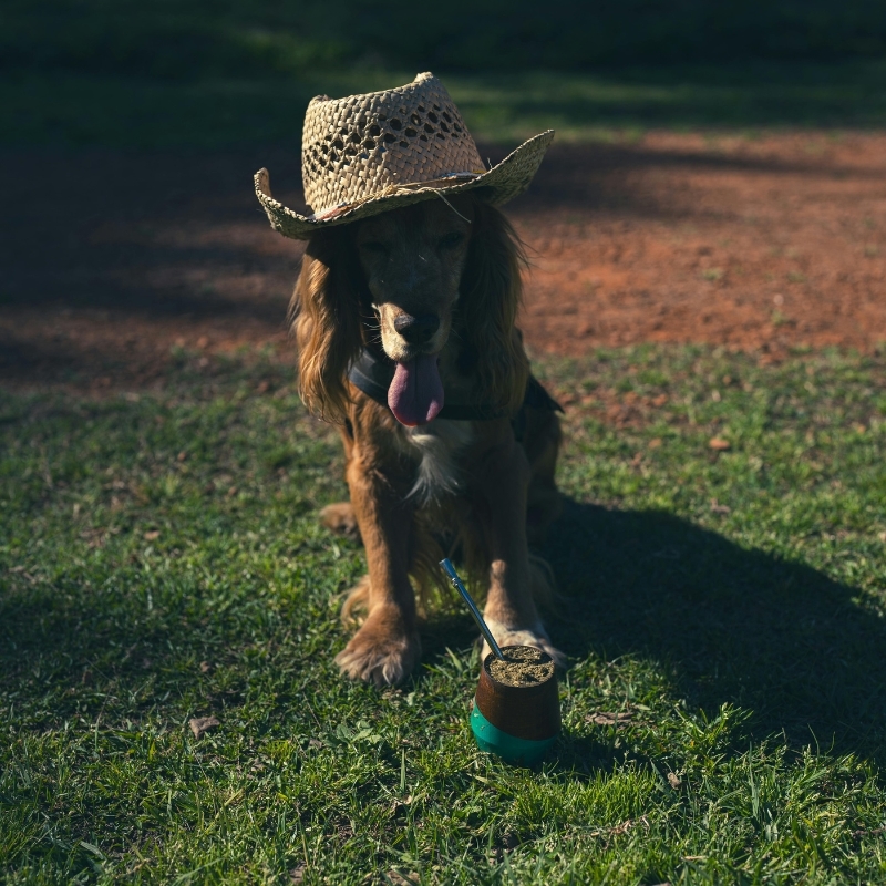 dog wearing a sun hat