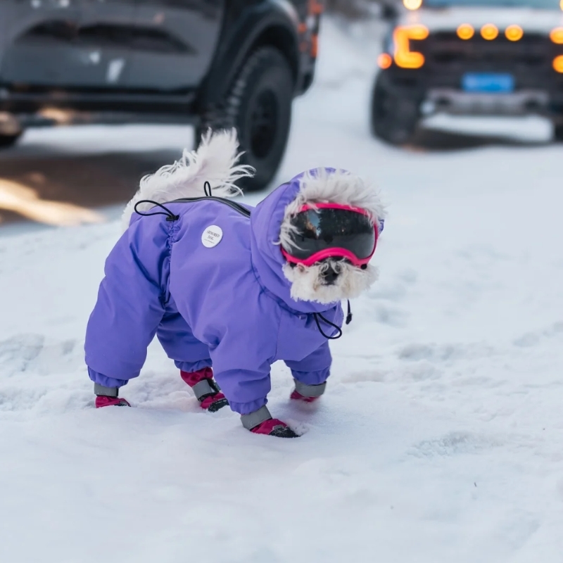 dog with waterproof boots on snow
