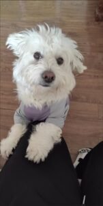 Outdoor Reflective Dog Jacket