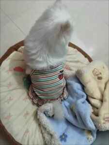 Striped Lace Trim Sling with Cherry Embroidery