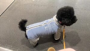 Outdoor Reflective Dog Jacket