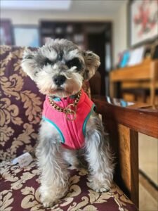 Color Block Dog Vest