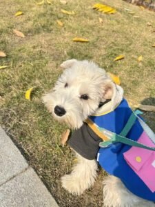 Color Block Dog Vest