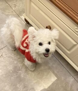 Fluffy Paw Knit Sweater