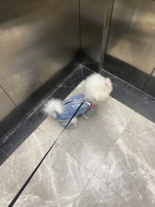 Outdoor Reflective Dog Jacket