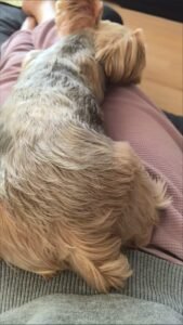 Color Block Dog Vest