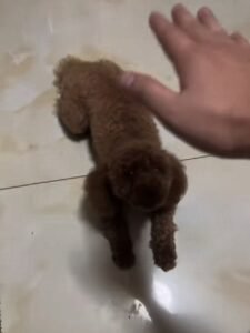 Color-Block Four-Legged Dog Jacket