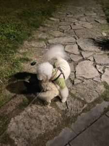 Color-Block Four-Legged Dog Jacket