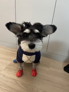 Color-Block Four-Legged Dog Jacket