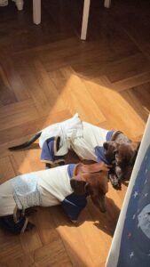 Color-Block Four-Legged Dog Jacket