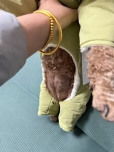 Four-Legged Cotton Dog Jacket