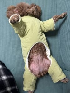 Four-Legged Cotton Dog Jacket