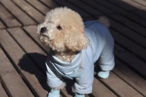Four-Legged Cotton Dog Jacket