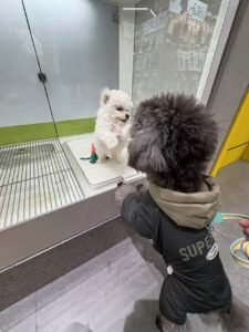 Printed Cotton Dog Jacket