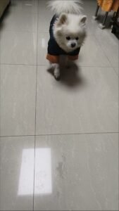 Printed Cotton Dog Jacket