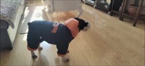 Printed Cotton Dog Jacket