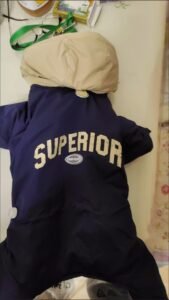 Printed Cotton Dog Jacket