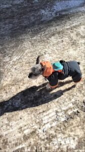 Printed Cotton Dog Jacket